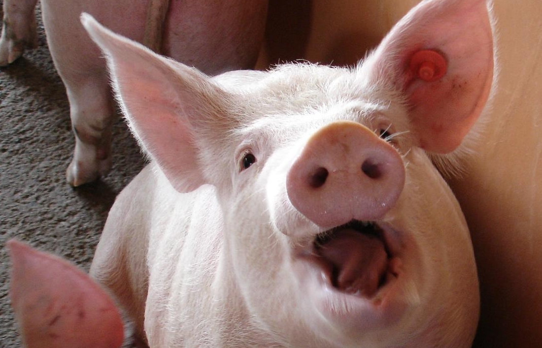 🇺🇸 Un rein de cochon OGM transplanté à un homme pour la première fois sans rejet