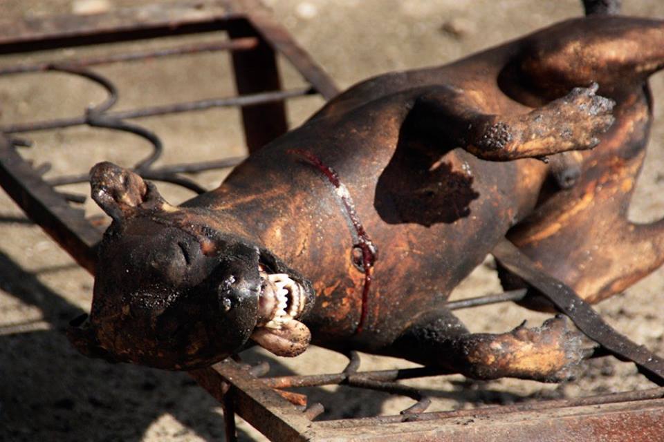 Italie envahie – Des clandestins du Nigéria cuisent un chien au barbecue dans un centre d’accueil