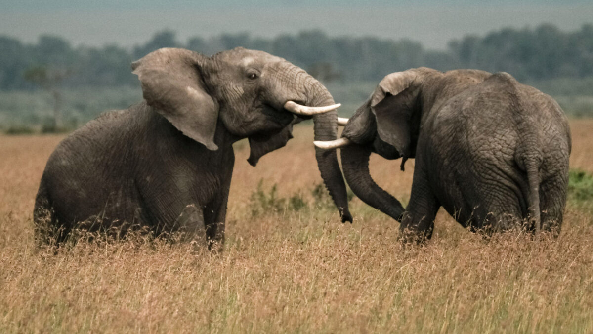 Le Kenya va instaurer la peine de mort pour les braconniers