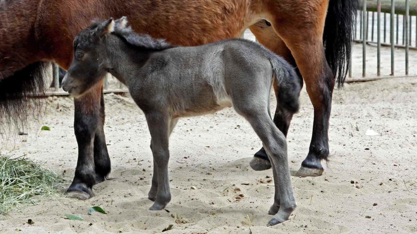 #Berlin 🇩🇪 Un Syrien de 23 ans surpris en train de violer un poney dans une ferme pour enfants
