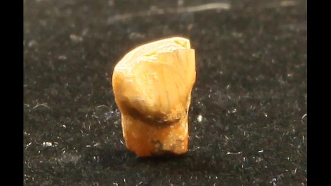 #Tautavel 🇫🇷 Une dent de lait vieille de 560 000 ans, un des plus vieux restes humains découvert en France