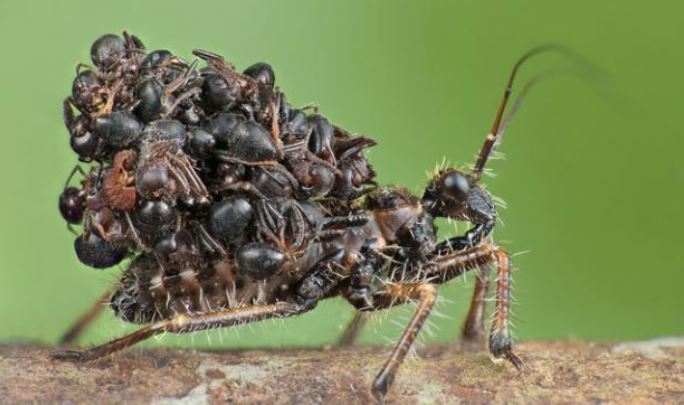 Biodiversité – 80% des insectes ont disparu en 30 ans en Europe