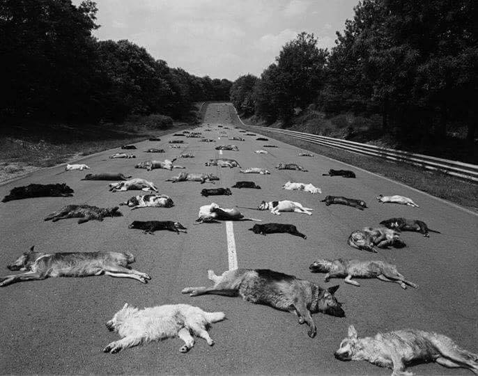 Art contemporain intelligent – Une photo pour sensibiliser les masses quant aux abandons de chiens au bord de la route