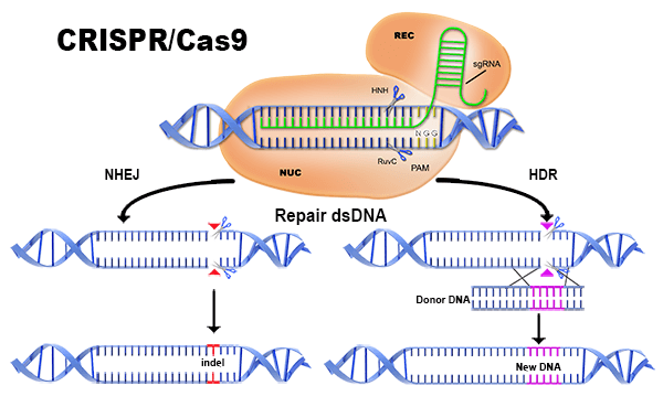 CRISPR-Cas 9 : une révolution scientifique qui pourrait immuniser l'homme contre toutes les maladies, dont le cancer et le VIH