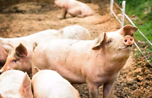 Le porc, nouvel allié des chercheurs en immunologie