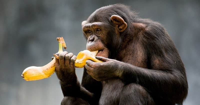 La Chine va améliorer génétiquement le QI des singes
