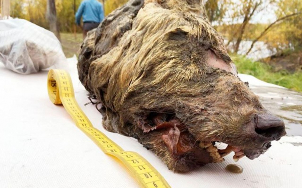 🇷🇺 Une tête de loup géant de 40000 ans retrouvée dans les glaces de Sibérie