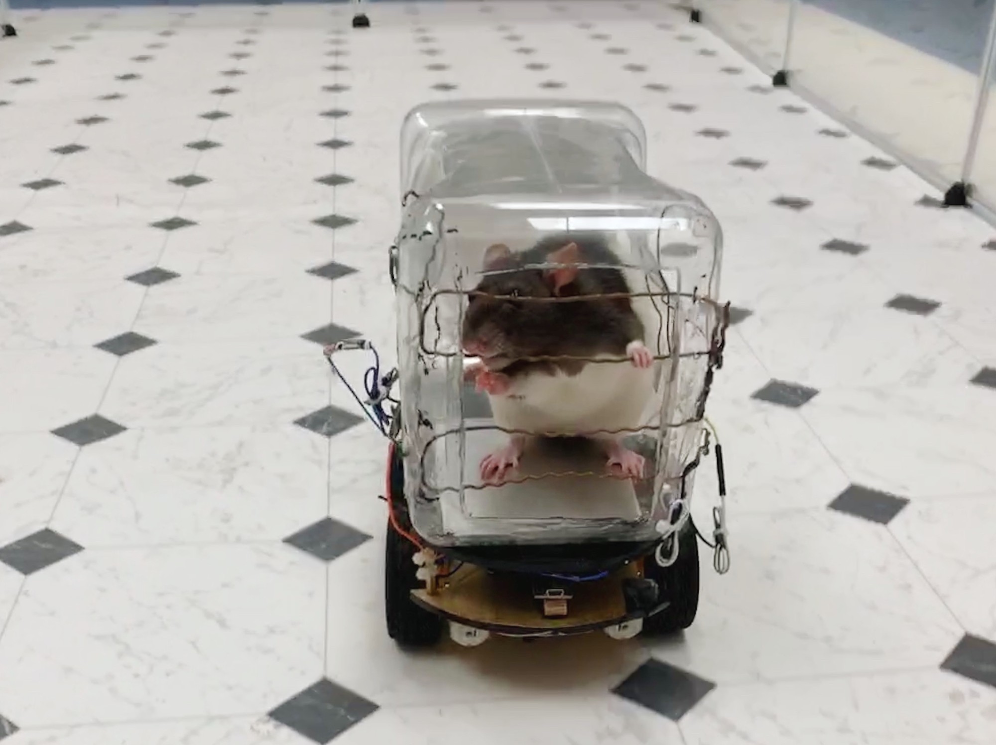 🇺🇸 Des chercheurs ont appris à des rats à conduire des mini-voitures