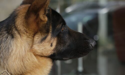 🇫🇷 Boulogne : la police intervient pour une rixe, un chien policier frappé