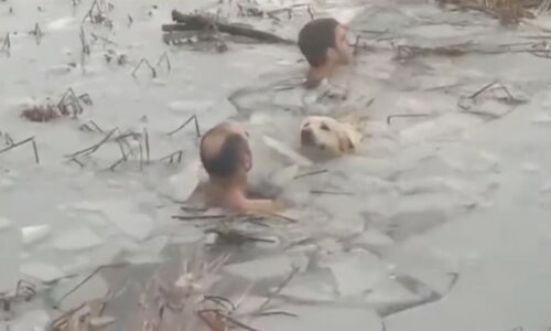 🇪🇸 Deux policiers sauvent la vie d’un chien tombé dans l’eau gelée (vidéo)