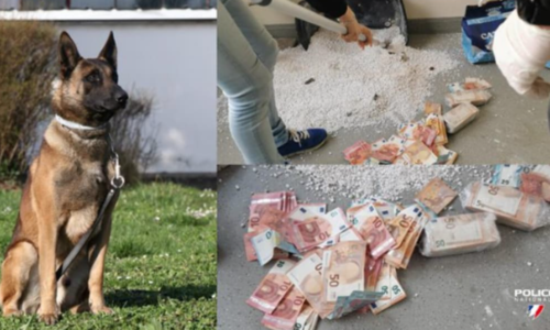 🇫🇷 Yvelines : un chien policier découvre 23 900 euros dans une litière pour chat